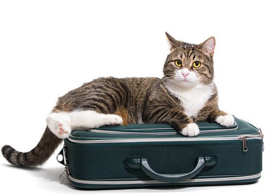 Grey cat sitting in a green suitcase, white background